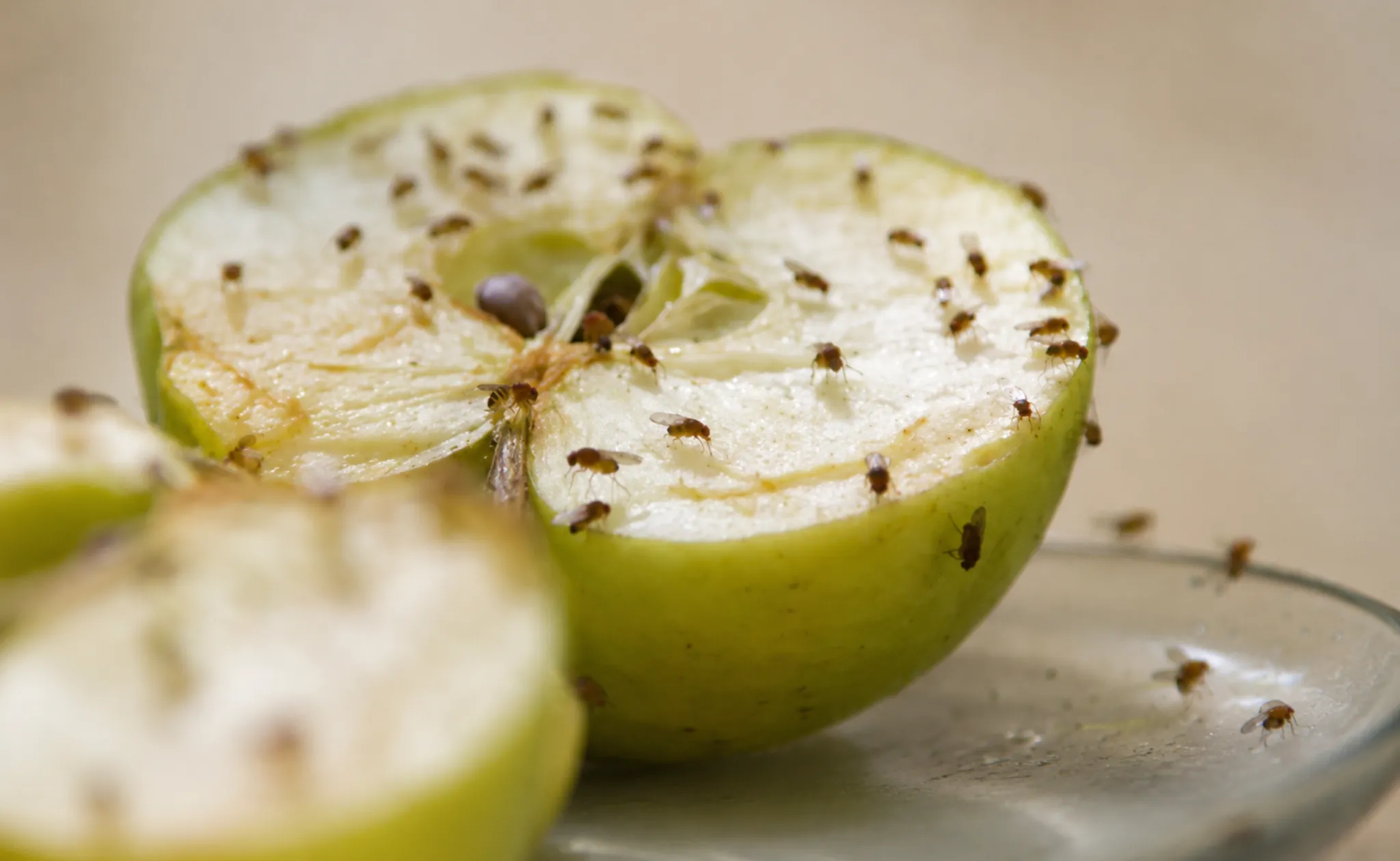 Appel met fruitvliegjes. Fruitvliegjes in je container bestrijden